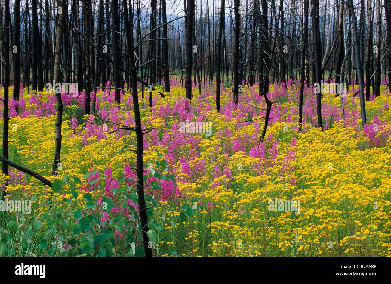 Fireweed (Epilobium angustifolium) and Ragwort (Senecio fuchsil) in a burnt down forest, Yukon, Canada, North America Stock Photo