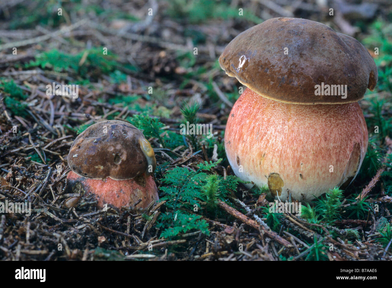 Dotted Stem Bolete (Boletus erythropus) Stock Photo