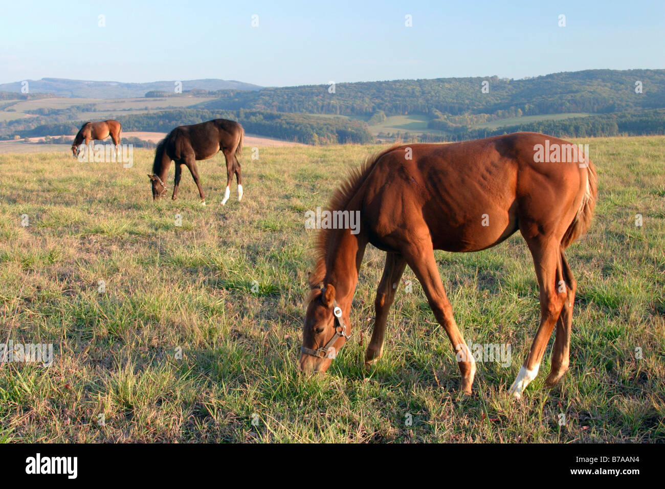 Horses grazing in protected landscape area, Rokytnice, White Carpathian mountains, Bile Karpaty, Moravia, Czech Republic, Europe Stock Photo