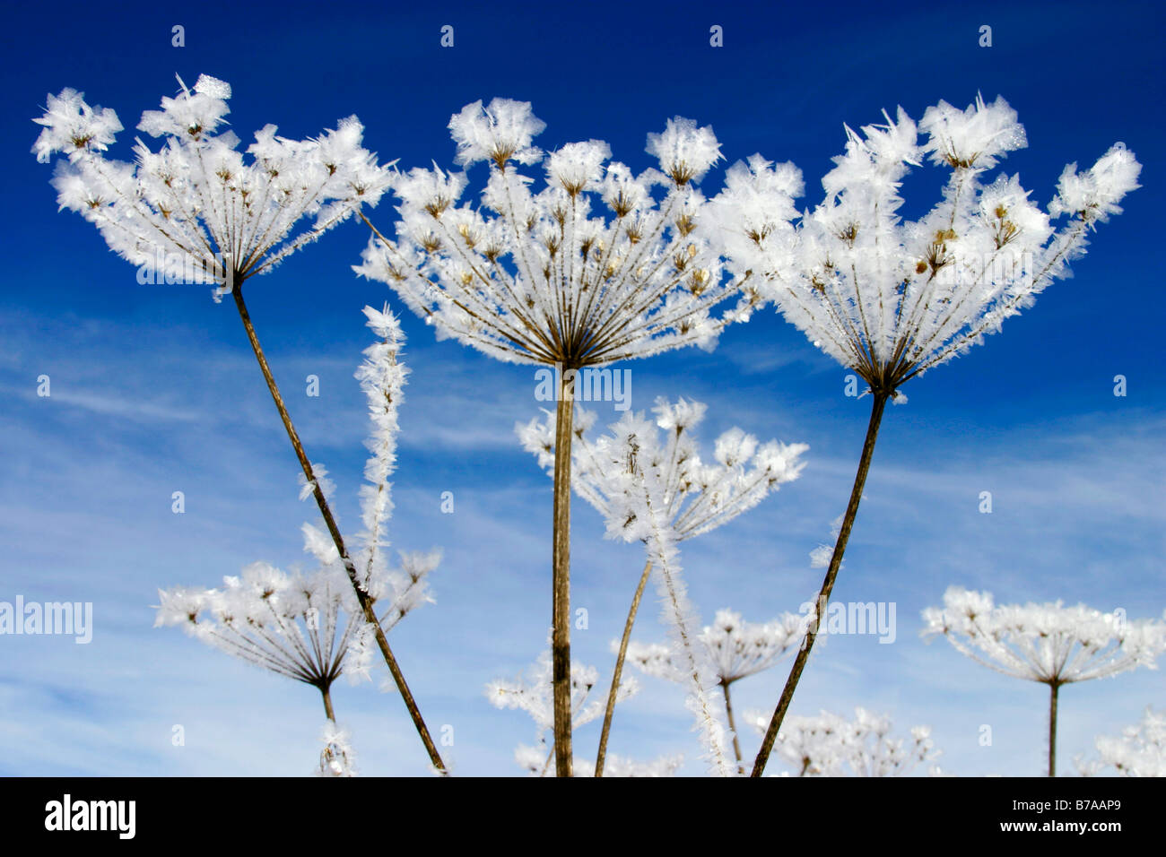 Frost on umbels (Apiaceae), Misurina, Dolomites, Italy, Europe Stock Photo