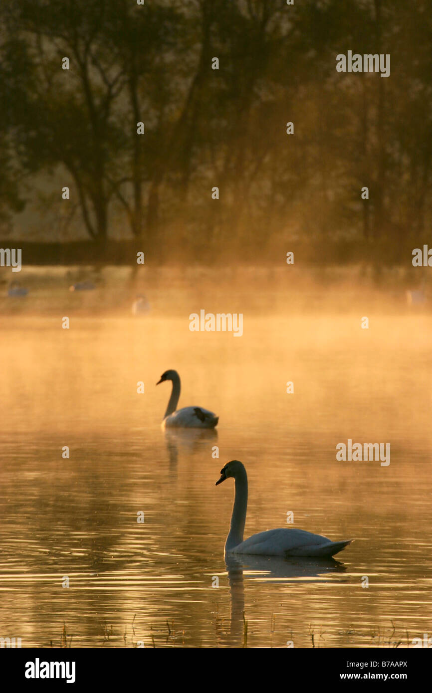 Mute Swans (Cygnus olor), Novy Dvur, Pilsen-North district, Bohemia, Czech Republic, Europe Stock Photo