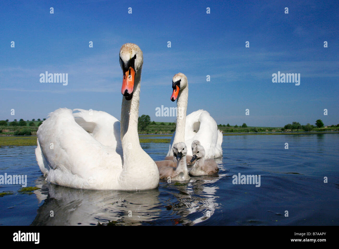 Family of Mute Swans (Cygnus olor), Velke Bilovice, Breclav district, South Moravia, Czech Republic, Europe Stock Photo