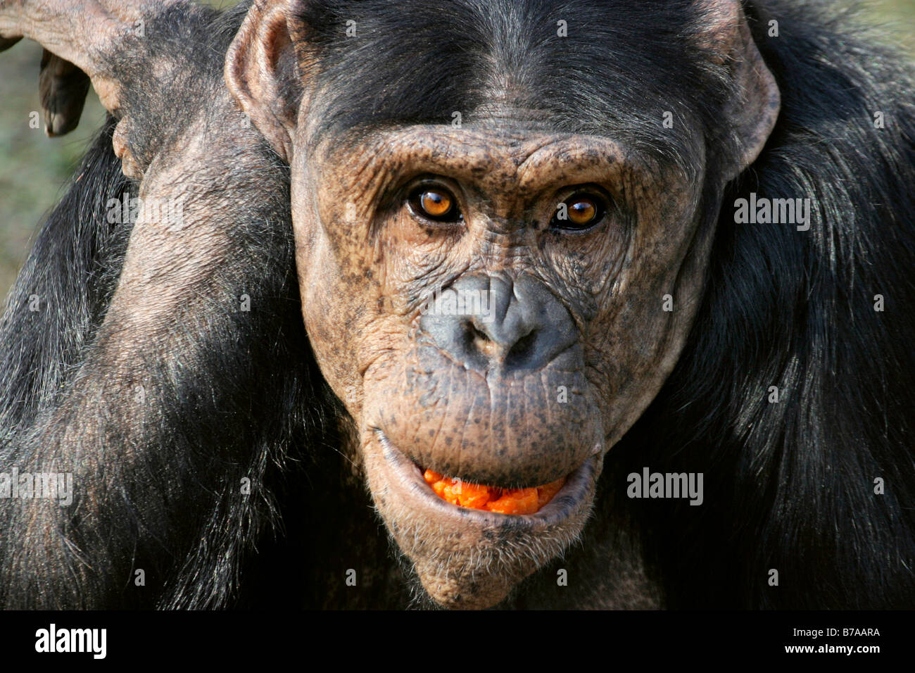 Chimpanzee (Pan troglodytes) Stock Photo