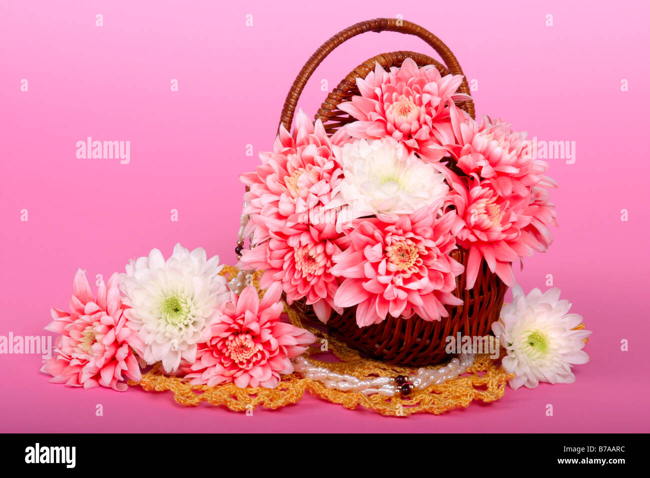 Chrysanthemums in basket Stock Photo