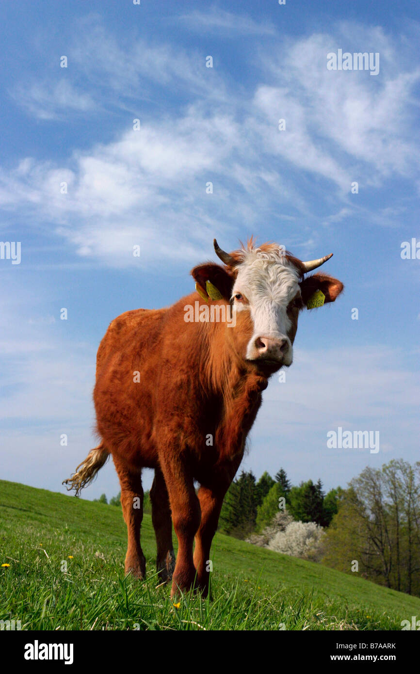 Cow (Bos taurus), Planavy, Svaty Stepan, White Carpathian mountains protected landscape area, Bile Karpaty, Moravia, Czech Repu Stock Photo