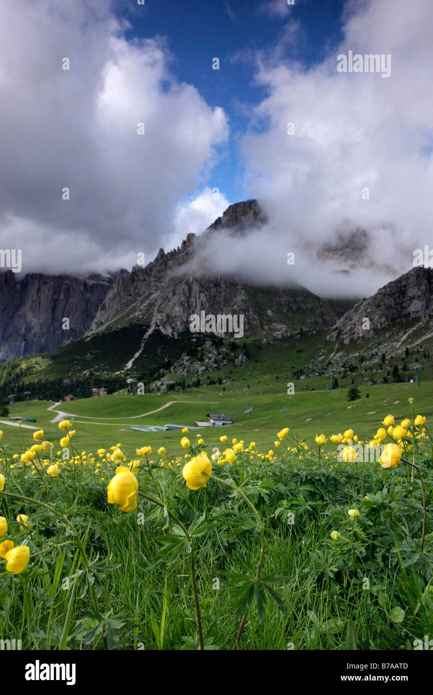 Globe Flowers (Trollius europaeus), Pecol, Sella group, Dolomites, Alps, Italy, Europe Stock Photo
