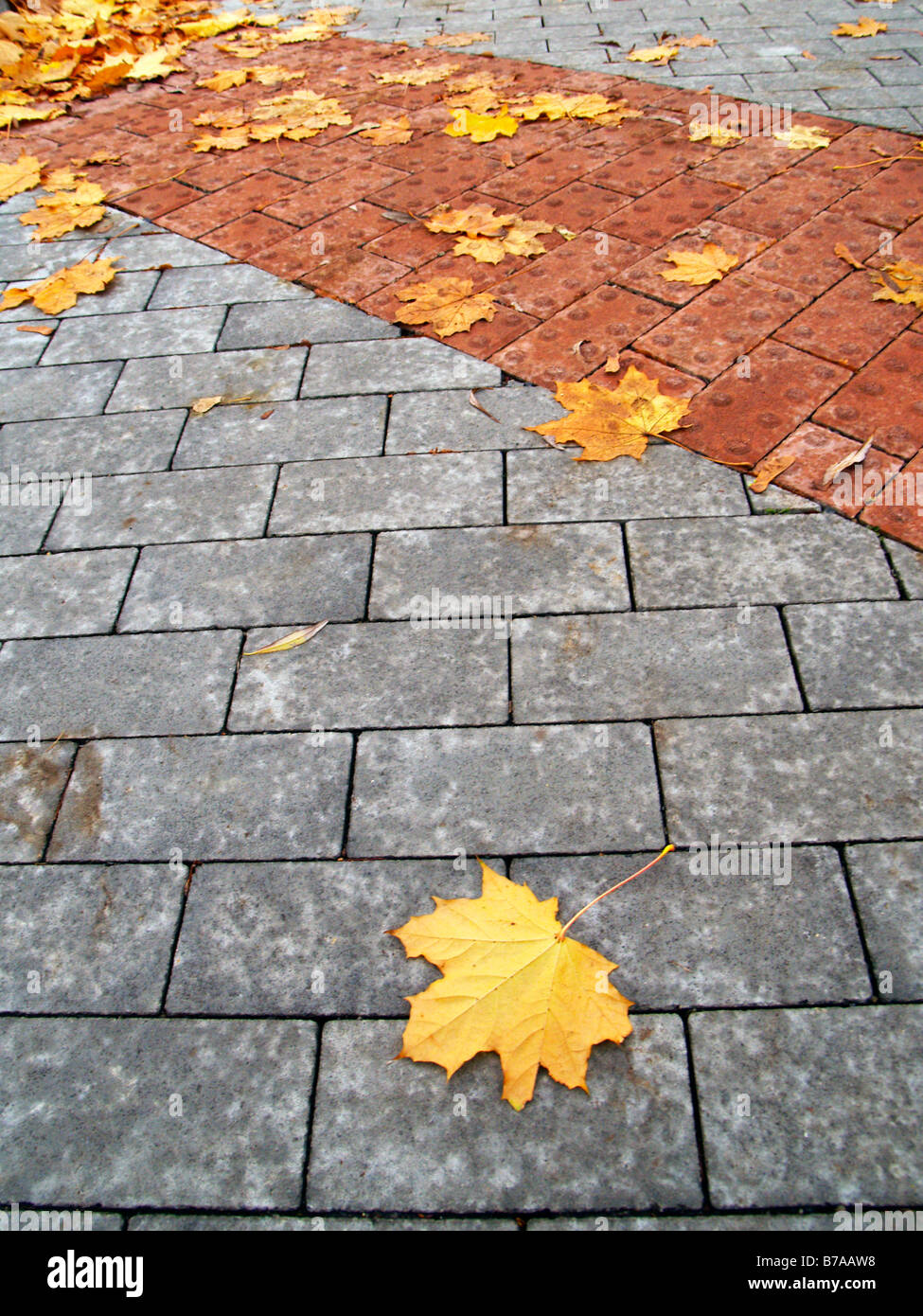 Leafves of maple on paving Stock Photo