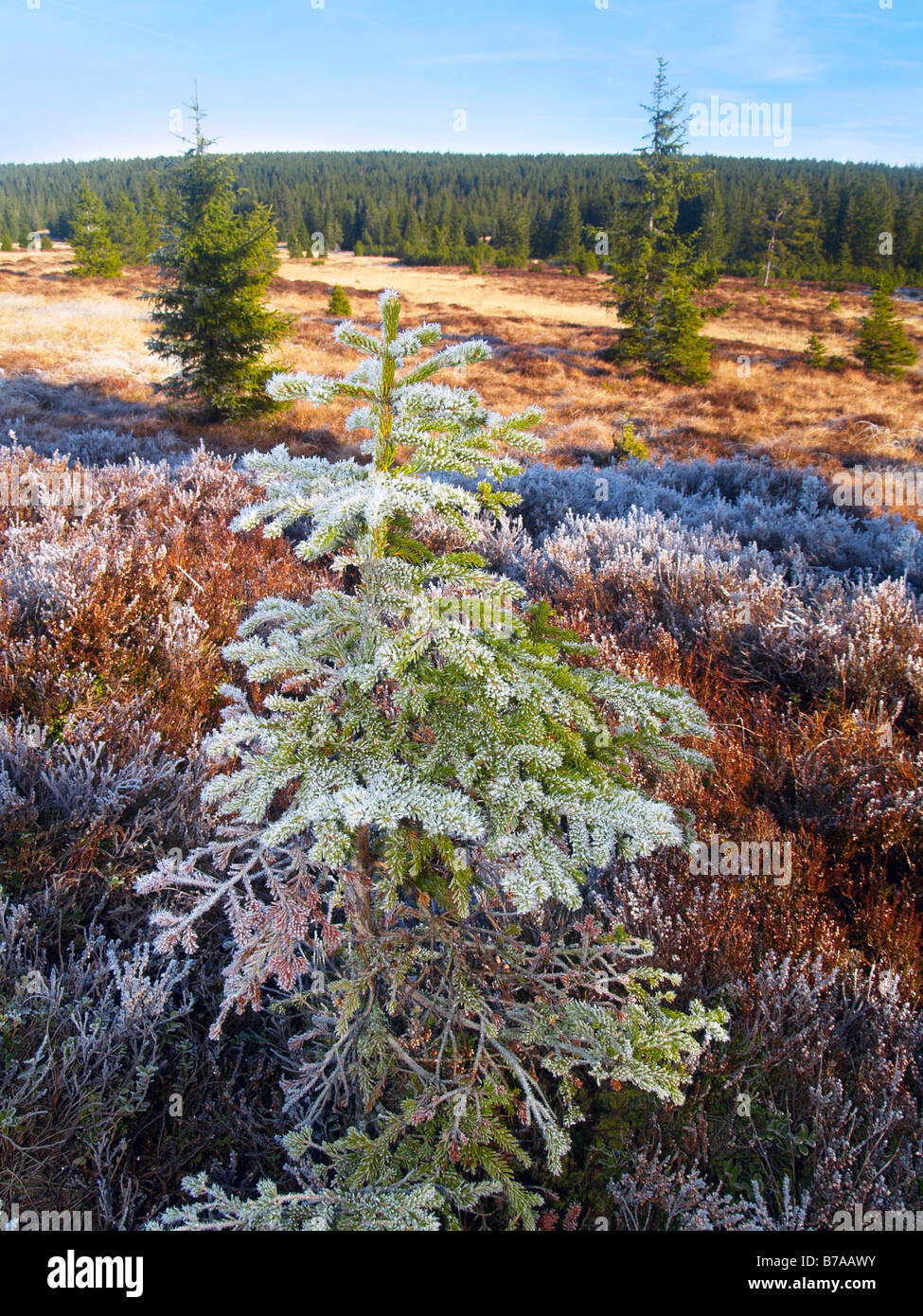 Hoarfrost on spruce, Horska Kvilda, Bohemian Forest National Park, Sumava National Park, Bohemia, Czech Republic, Europe Stock Photo