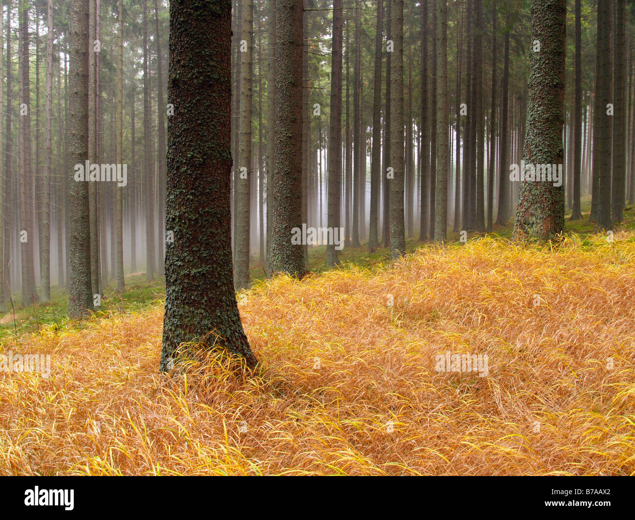 Forest, Kamenna hora, Bohemian Forest National Park, Sumava National Park, Bohemia, Czech Republic, Europe Stock Photo