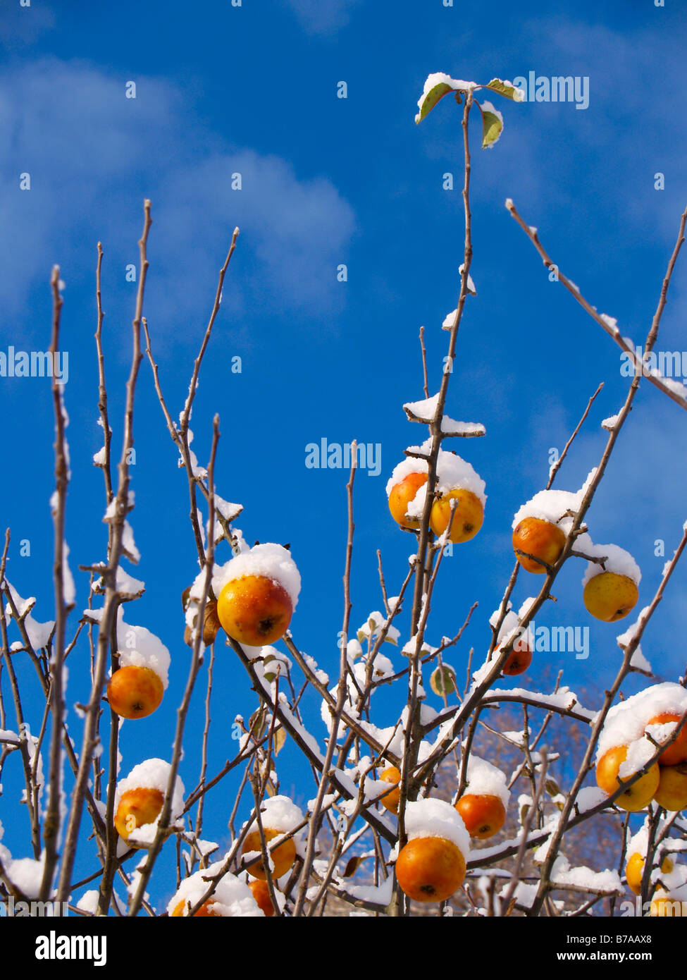 Apple tree with snow, Ruprechtice, Broumovsko protected landscape area, Nachod district, East Bohemia, Czech Republic, Central  Stock Photo