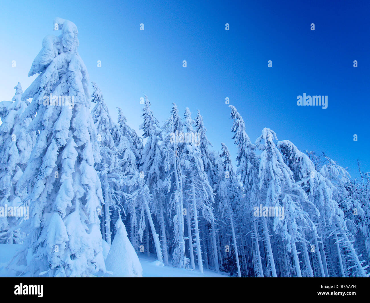 Winter forest on Mount Norici, snow covered fir trees, Beskids protected landscape area, Northern Moravia, Czech Republic, Cent Stock Photo