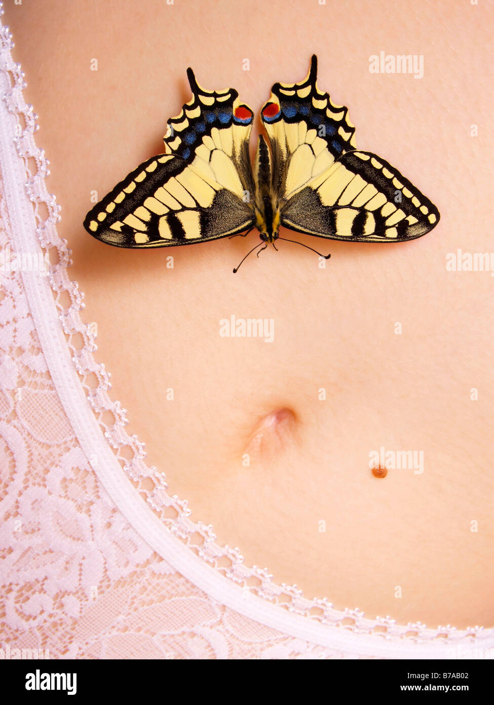 Old World Swallowtail (Papilio machaon) on women's abdomen Stock Photo