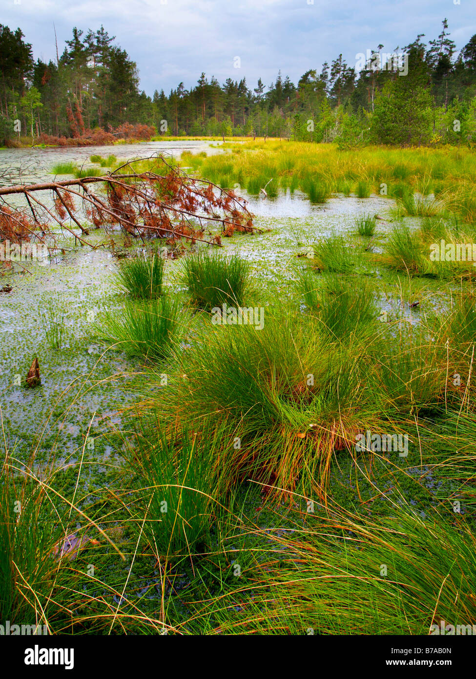 Cervene blato, Red Marshland, wilderness area, Trebonsko protected landscape area, Southern Bohemia, Czech Republic, Europe Stock Photo