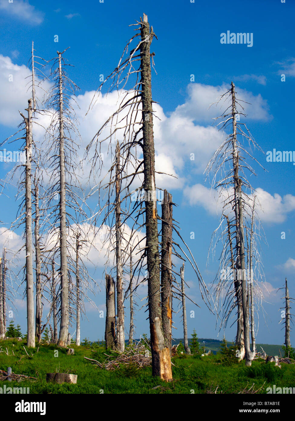 Dead trees on Medvedin peak, Krkonose National Park, Giant Mountains National Park, Eastern Bohemia, Czech Republic, Europe Stock Photo