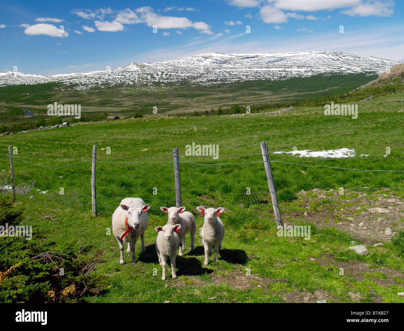 Sheep (Ovis aries), in Tollevshaugen, Grimsdalen Valley, Dovre National Park, Norway, Scandinavia, Northern Europe Stock Photo