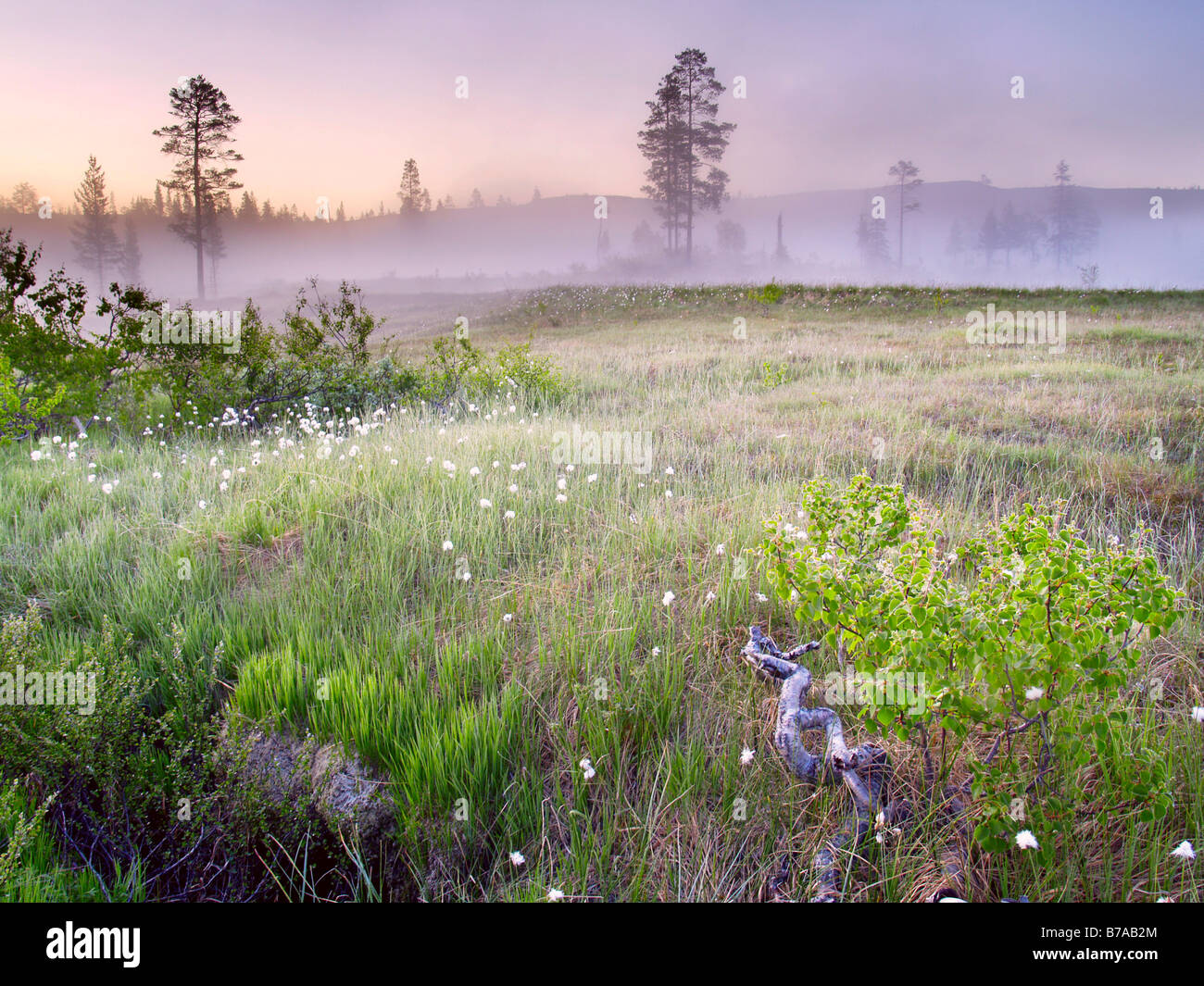 Lurudalen Valley, ground mist, Nord-Trøndelag, Norway, Scandinavia ...