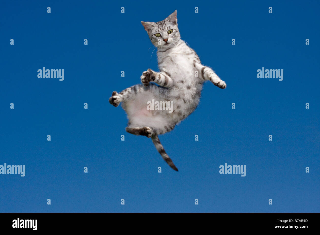 Tabby cat (Felis catus) in the air Stock Photo