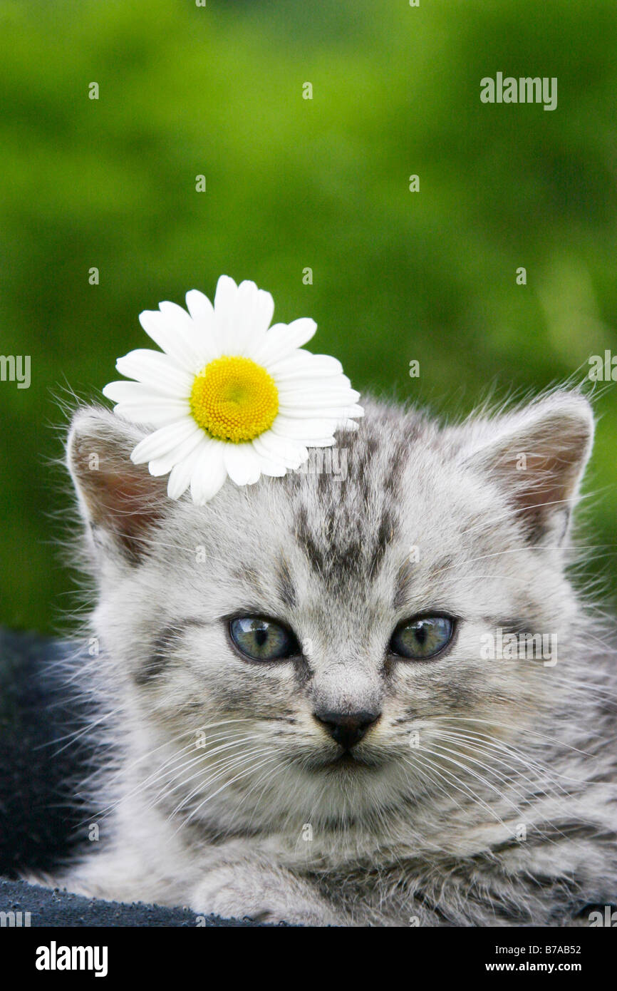 Kitten with daisy Stock Photo Alamy