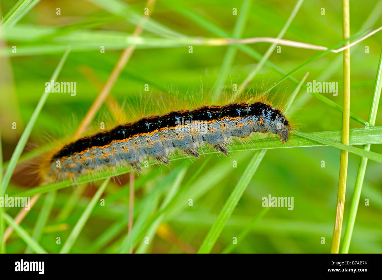 Catterpillar of the Black-veined White (Aporia crataegi) Stock Photo