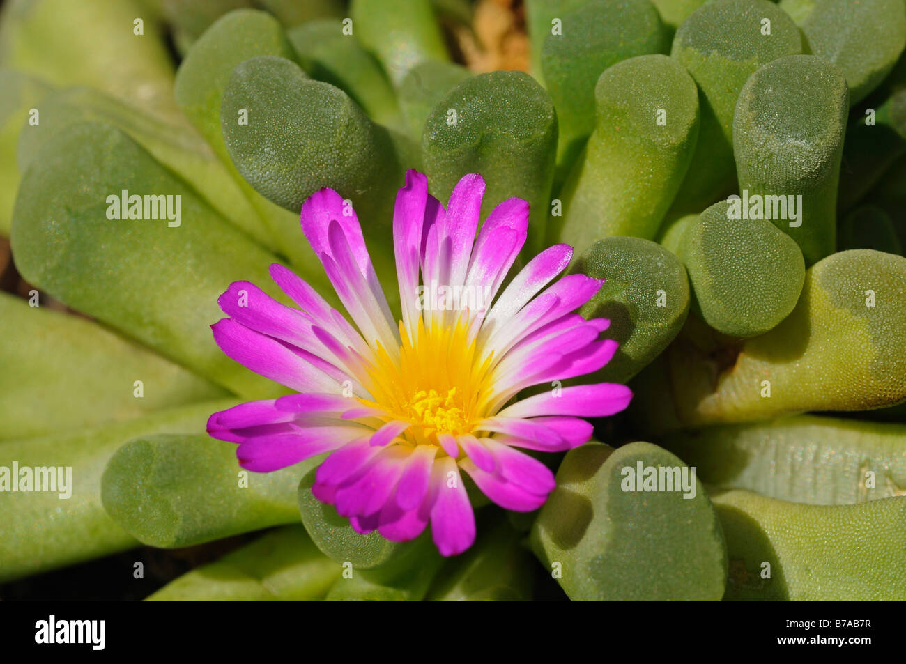 Frithia pulchra (Frithia pulchra), succulent plant from Southern Africa Stock Photo