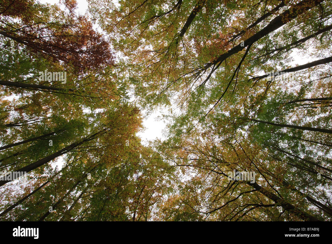 Autumnal canopy of leaves in the Vienna Woods with wide-angle lens, Lower Austria, Austria, Europe Stock Photo