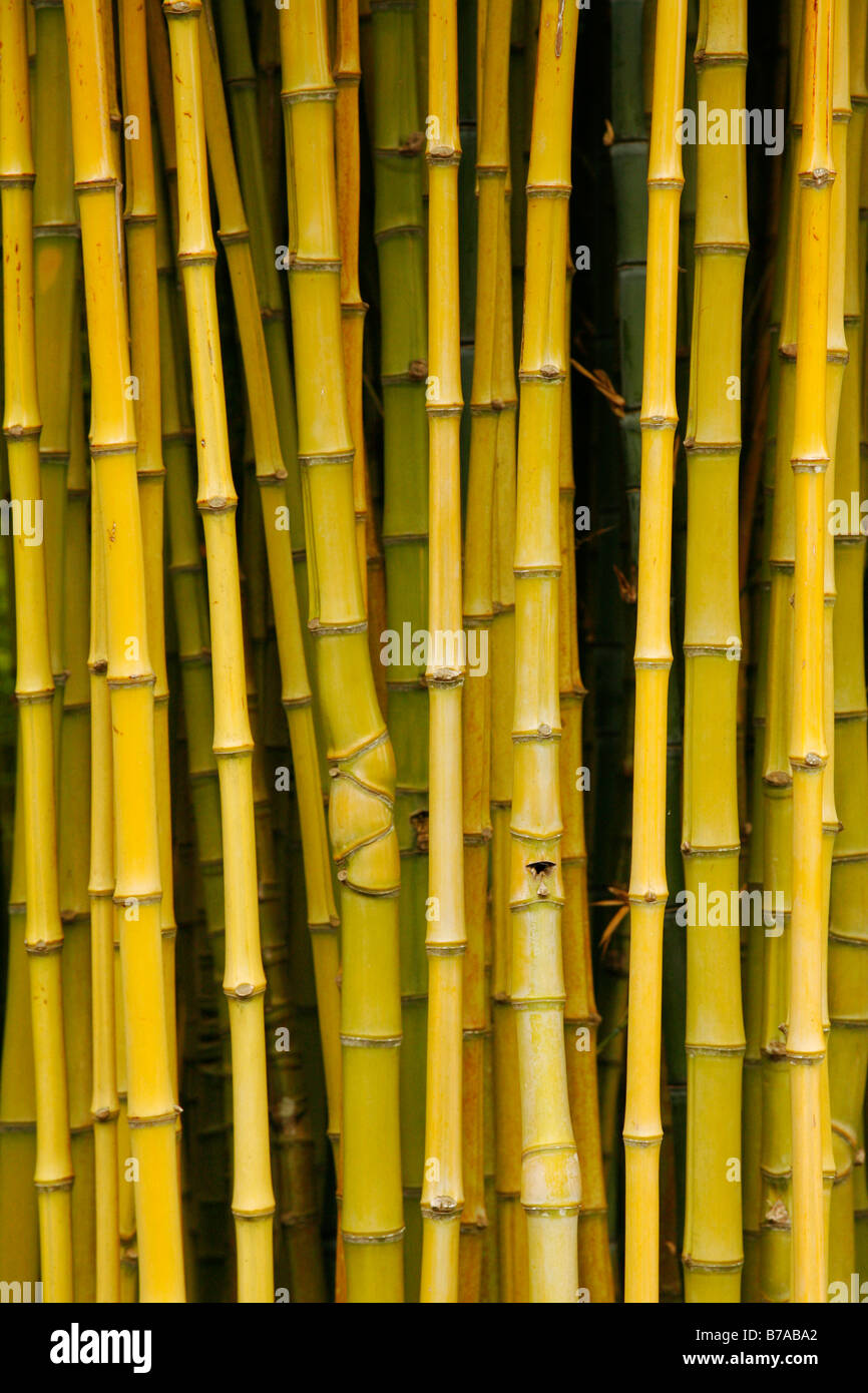 Close up of a bamboo forest, yellow bamboo sticks, Madeira, Spain
