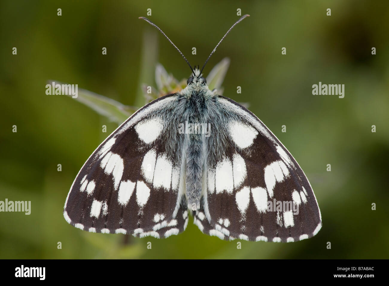 Marbled White Butterfly (Melanargia galathea), wings spread, Perchtoldsdorf Heath, Lower Austria, Austria, Europe Stock Photo