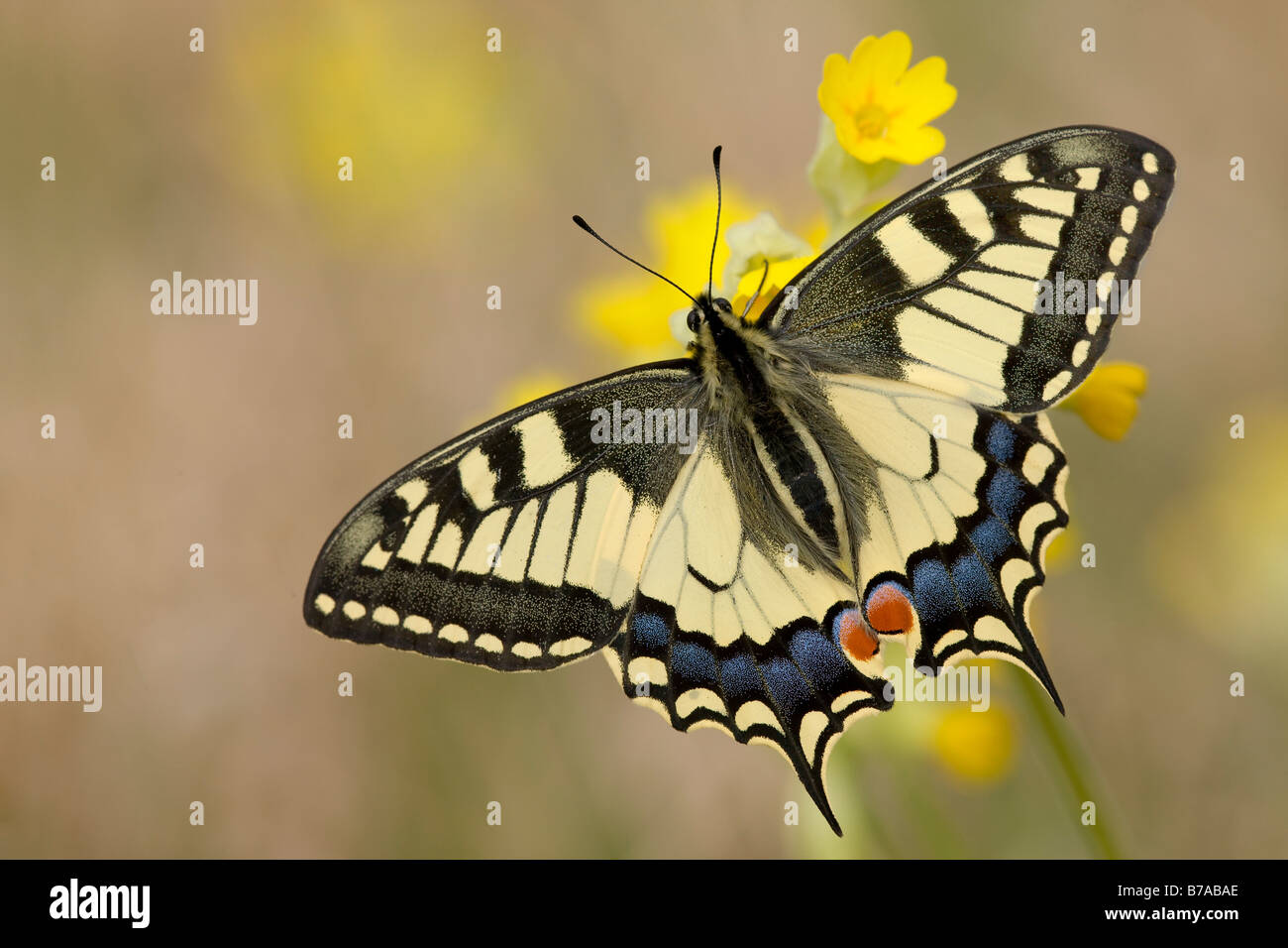 Old World Swallowtail Butterfly (Papilio machaon) resting on Cowslip (Primula veris), wings spread, Eichkogel near Moedling, Lo Stock Photo