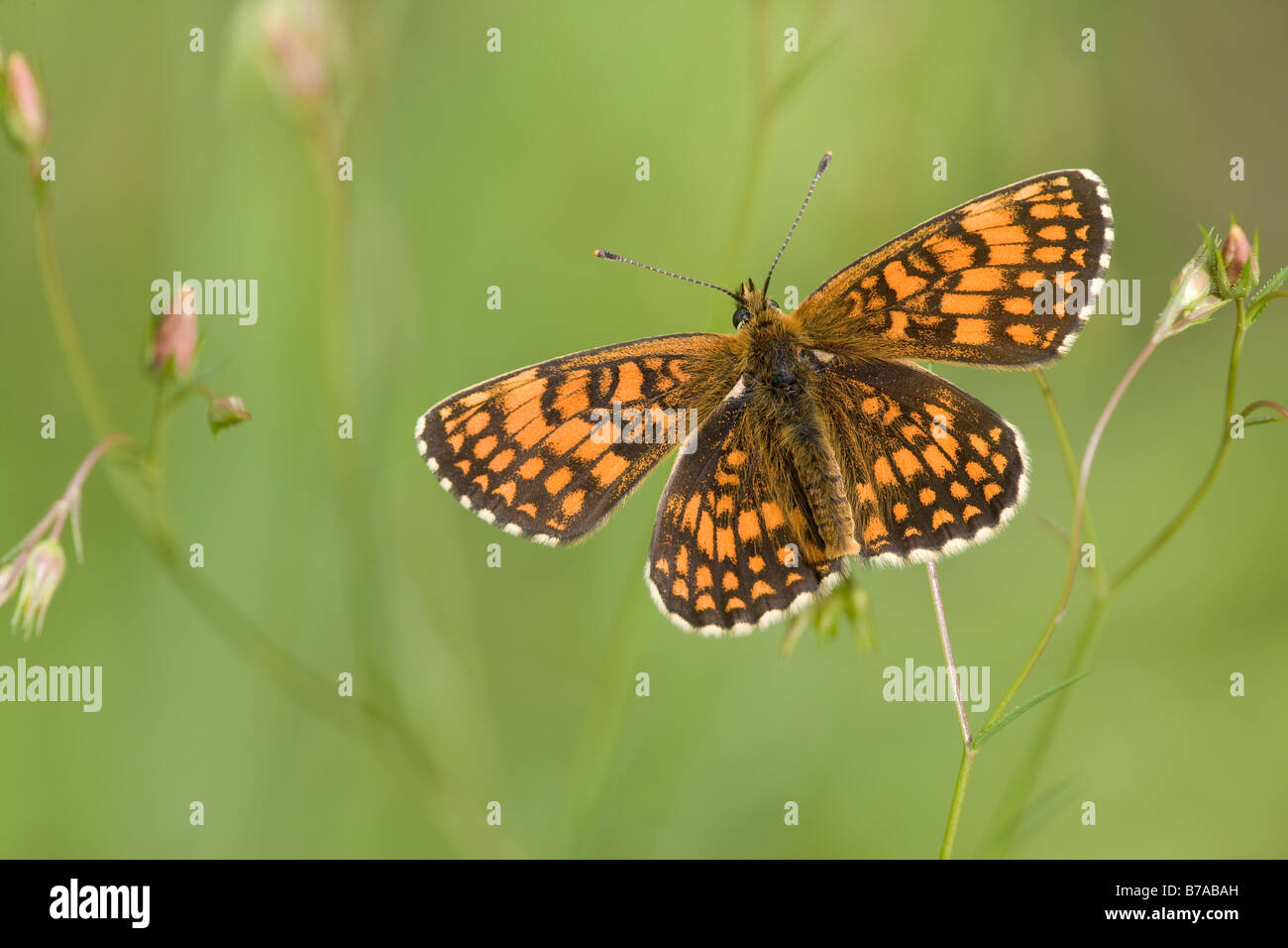 Heath Fritillary Butterfly (Melitaea athalia), wings spread, Heberlberg near Gumpoldskirchen, Lower Austria, Austria, Europe Stock Photo