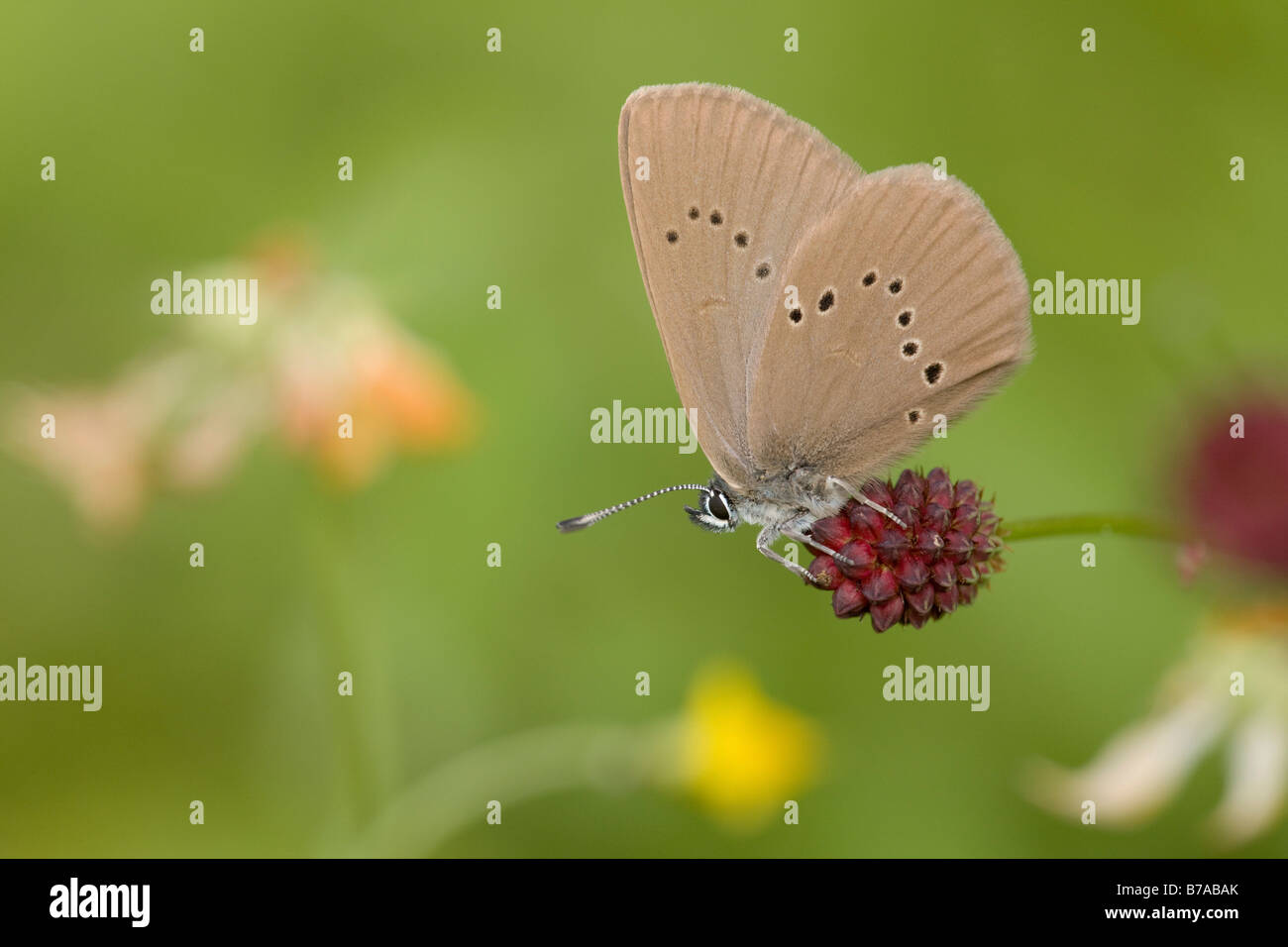 Dusky Large Blue Butterfly (Maculinea nausithous) resting on a Great Burnet (Sanguisorba officinalis), Wenger Moor, Salzburg, A Stock Photo