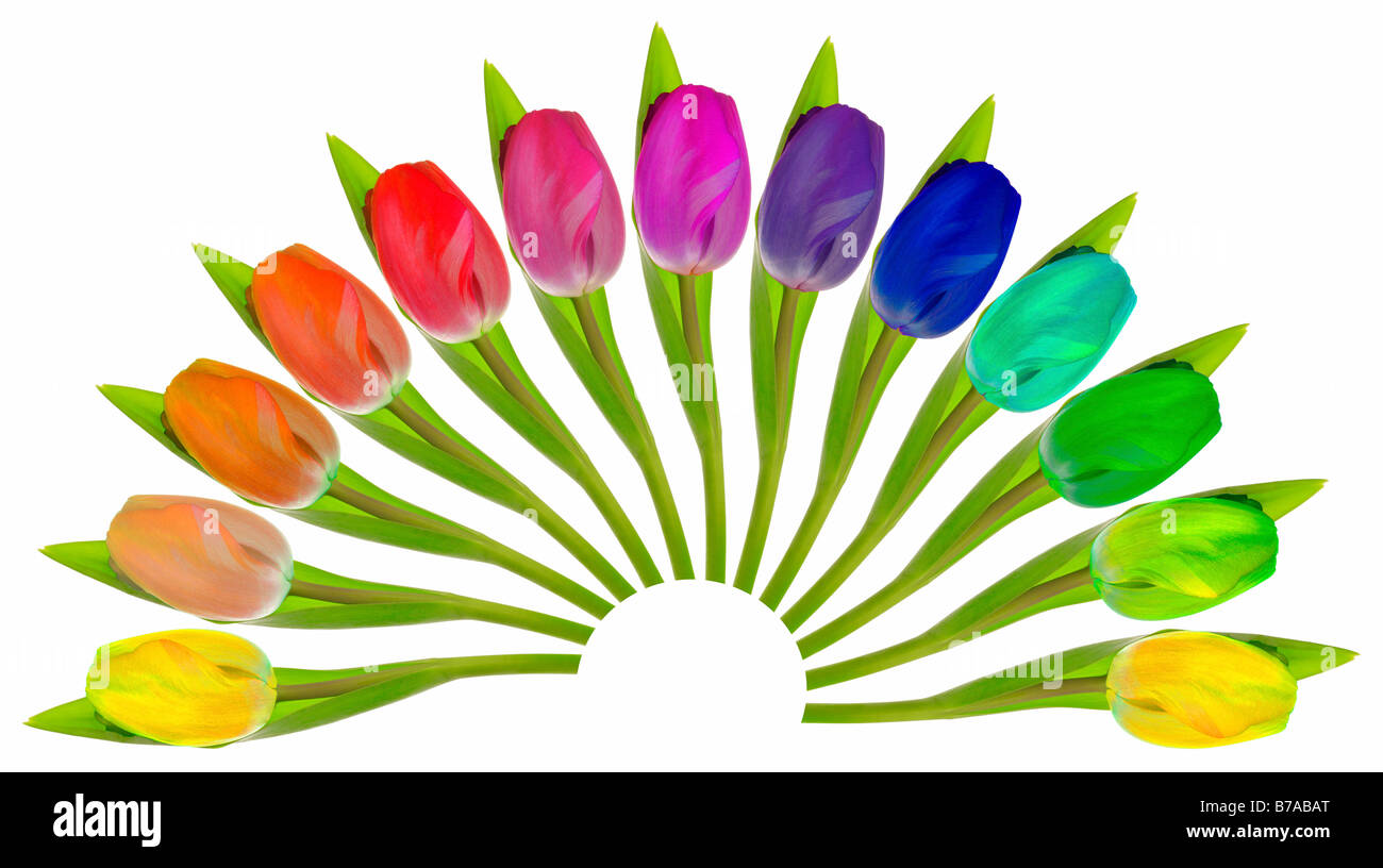 Colourful Tulips arranged in a fan-shape on white Stock Photo