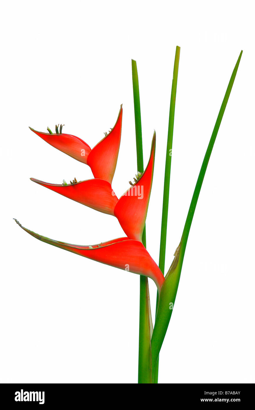 Lobster Claw (Heliconia caribaea) on white Stock Photo