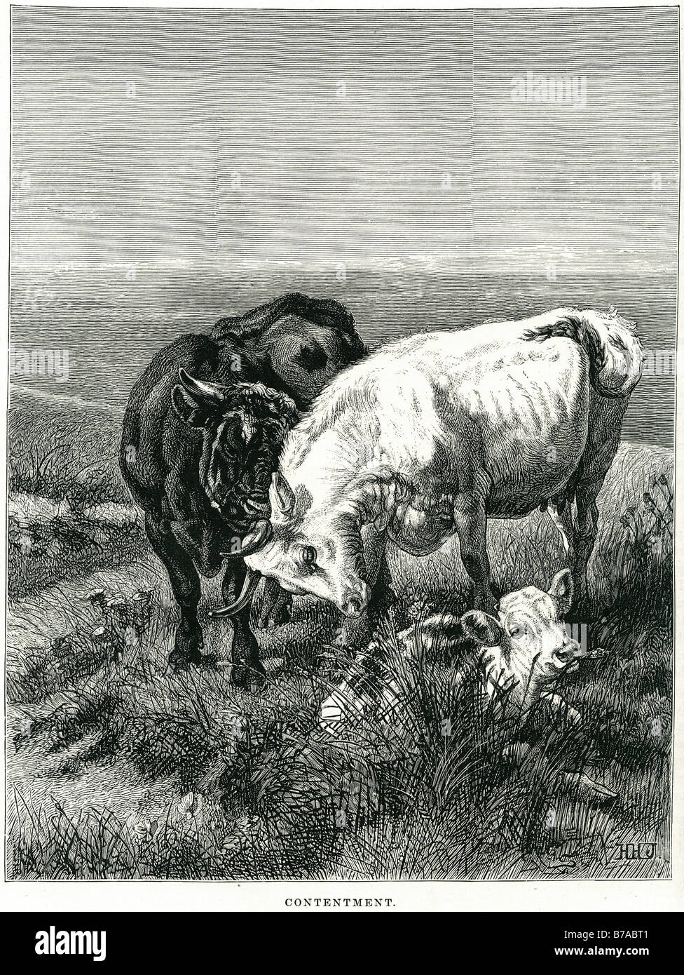 contentment bull cow cattle calf field pasture happy family horn H W B henry william banks Davis R A royal academy 1877 Stock Photo
