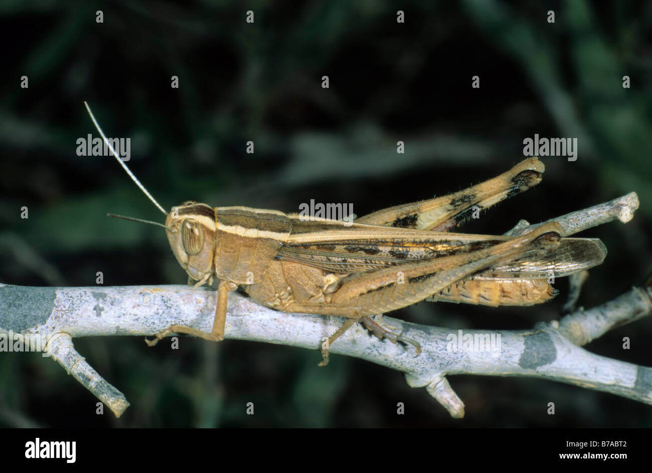 Italian Locust (Calliptamus italicus), Po area, Italy, Europe Stock Photo