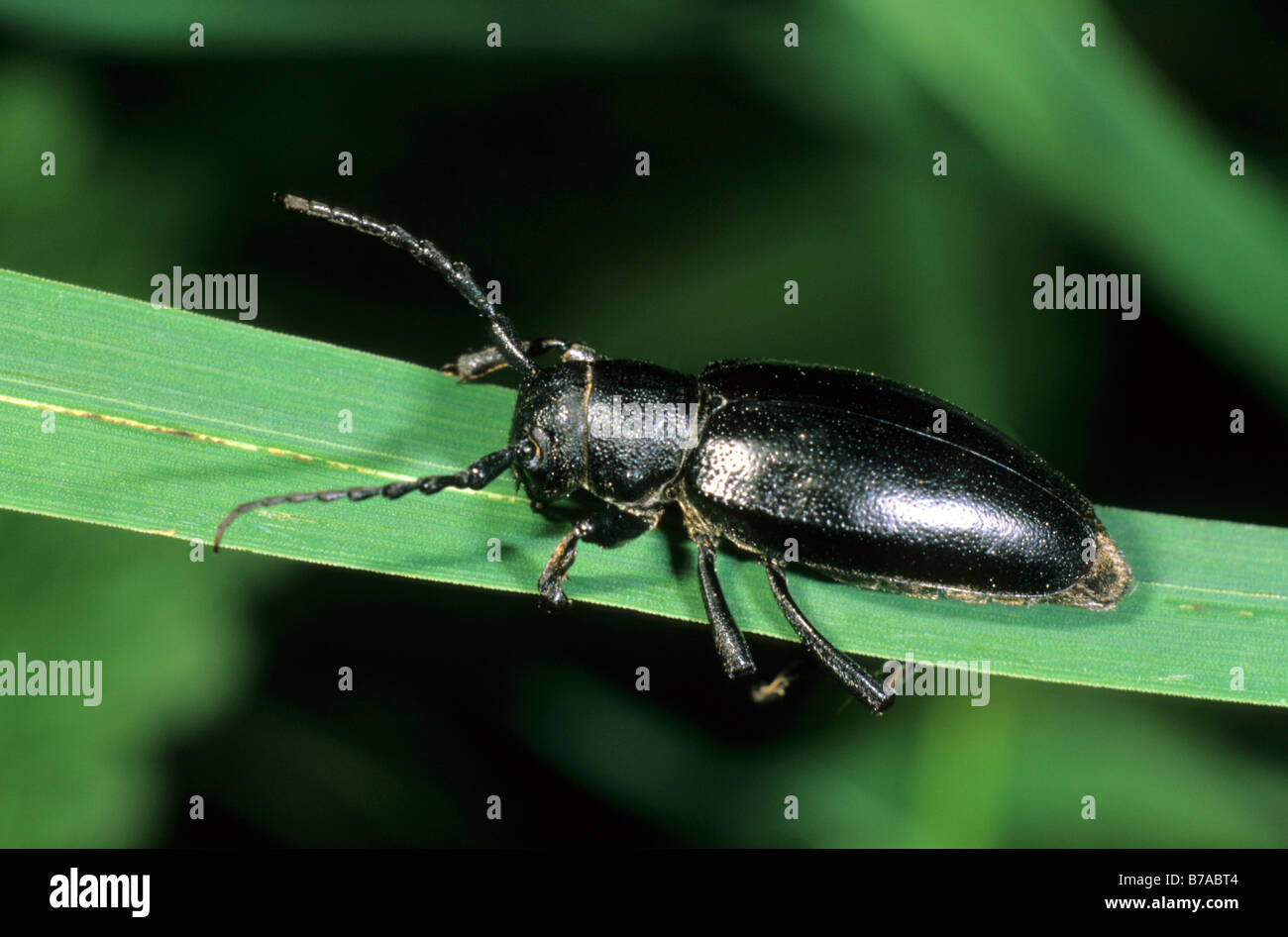 Dorcadion fuliginator flightless beetle, black variant, Tokai mountain, Hungary, Europe Stock Photo