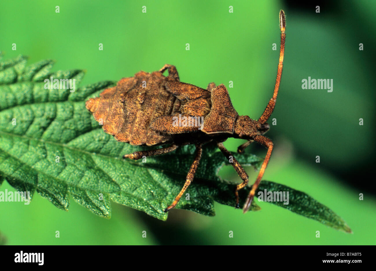 Dock Bug (Coreus marginatus) Stock Photo