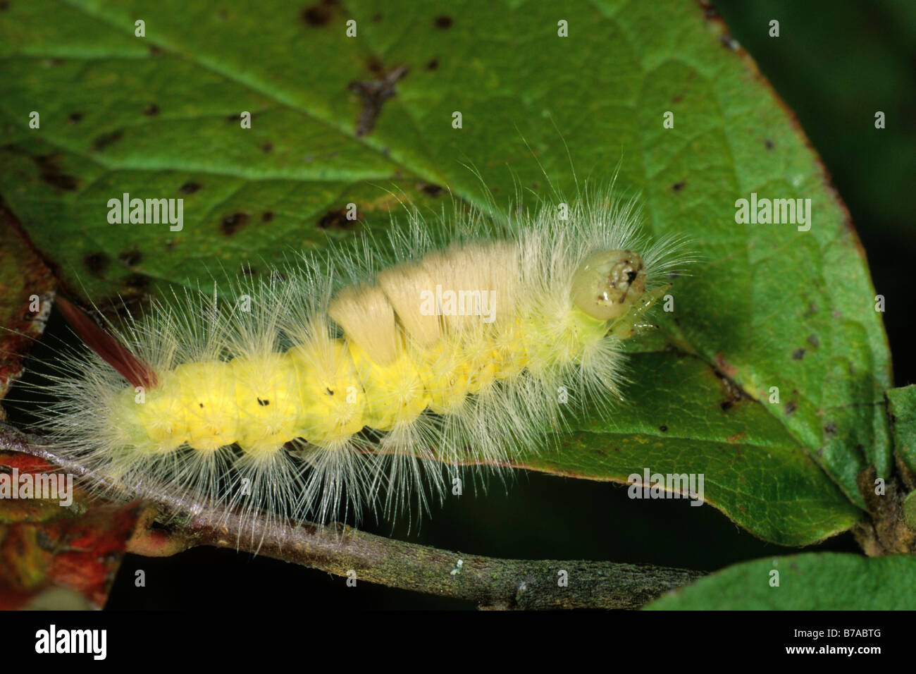 Lymantrid moth (Dasychira pudibunda), caterpillar Stock Photo