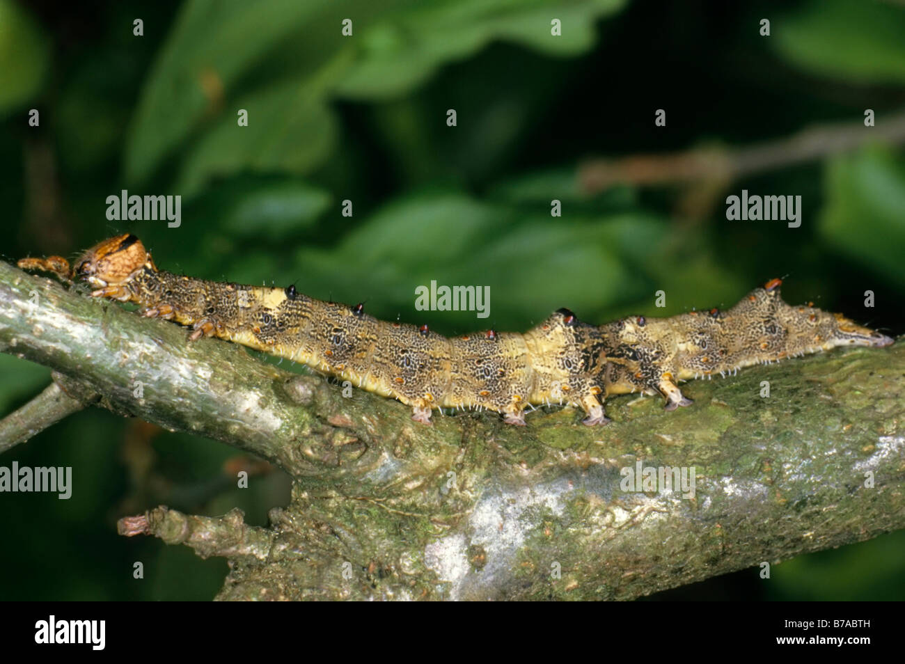 Large Astiodes sponsa caterpillar, well camouflaged caterpillar on a twig of its feeding plant the oak Stock Photo