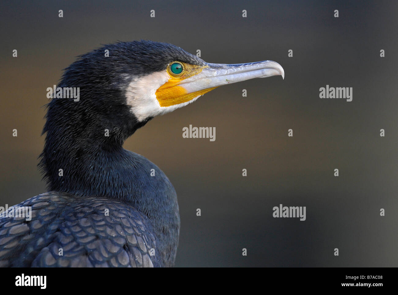 Great Cormorant (Phalacrocorax carbo), portrait Stock Photo