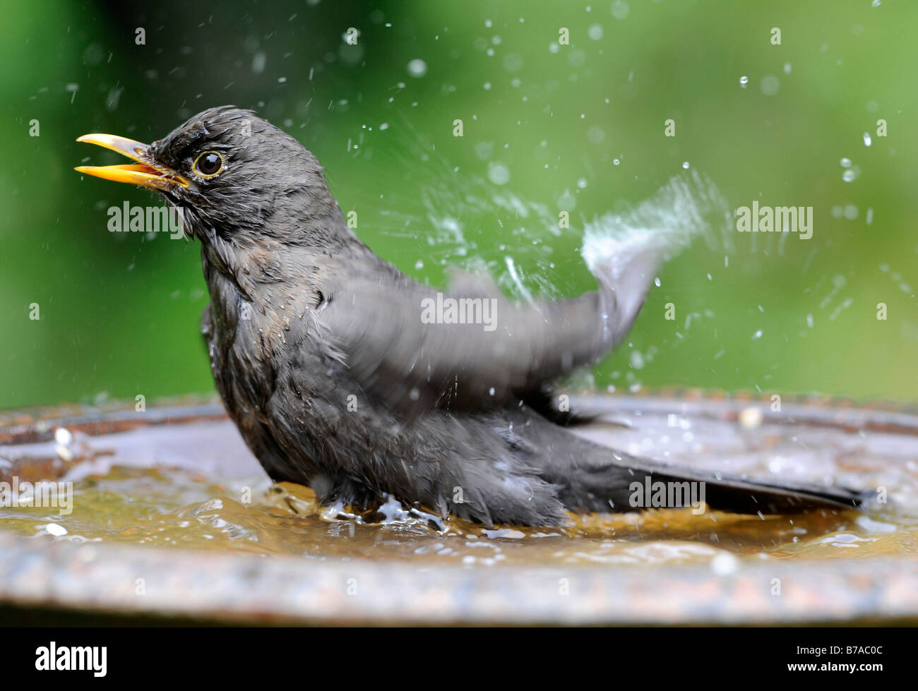 Blackbird, Common Blackbird or Eurasian Blackbird (Turdus merula), female bathing Stock Photo