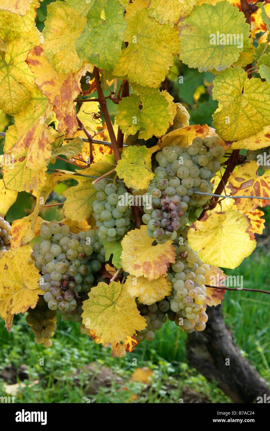 Riesling grapes ready for harvest Stock Photo