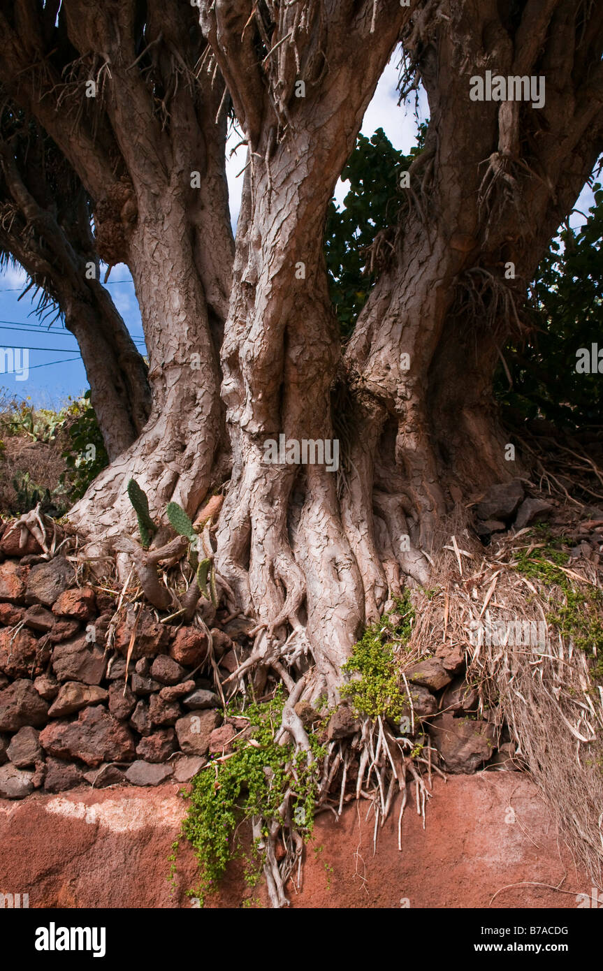 Canary Islands Dragon Tree or Drago (Dracaena draco), La Palma, Canary Islands, Spain, Europe Stock Photo