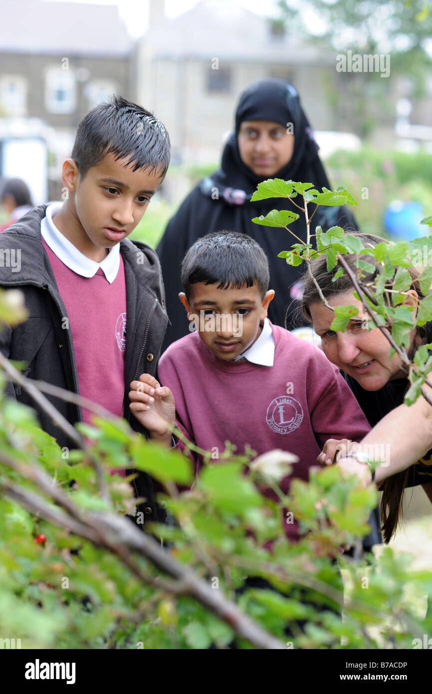 children visit local allotments to learn about gardening and the environment Bradford West Yorkshire UK Stock Photo