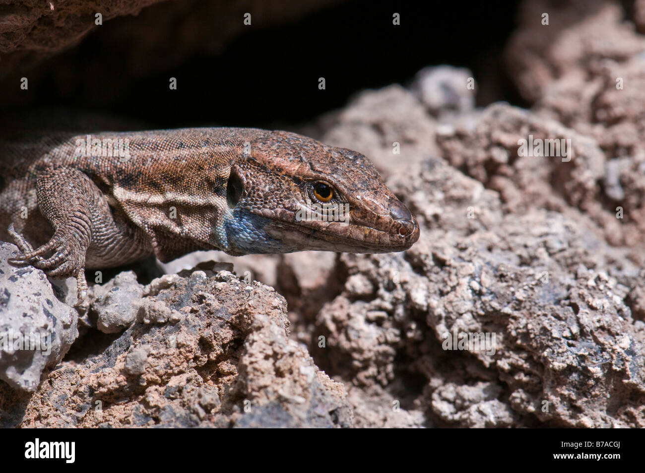Tenerife or Western Canaries Lizard (Gallotia galloti palmae), La Palma