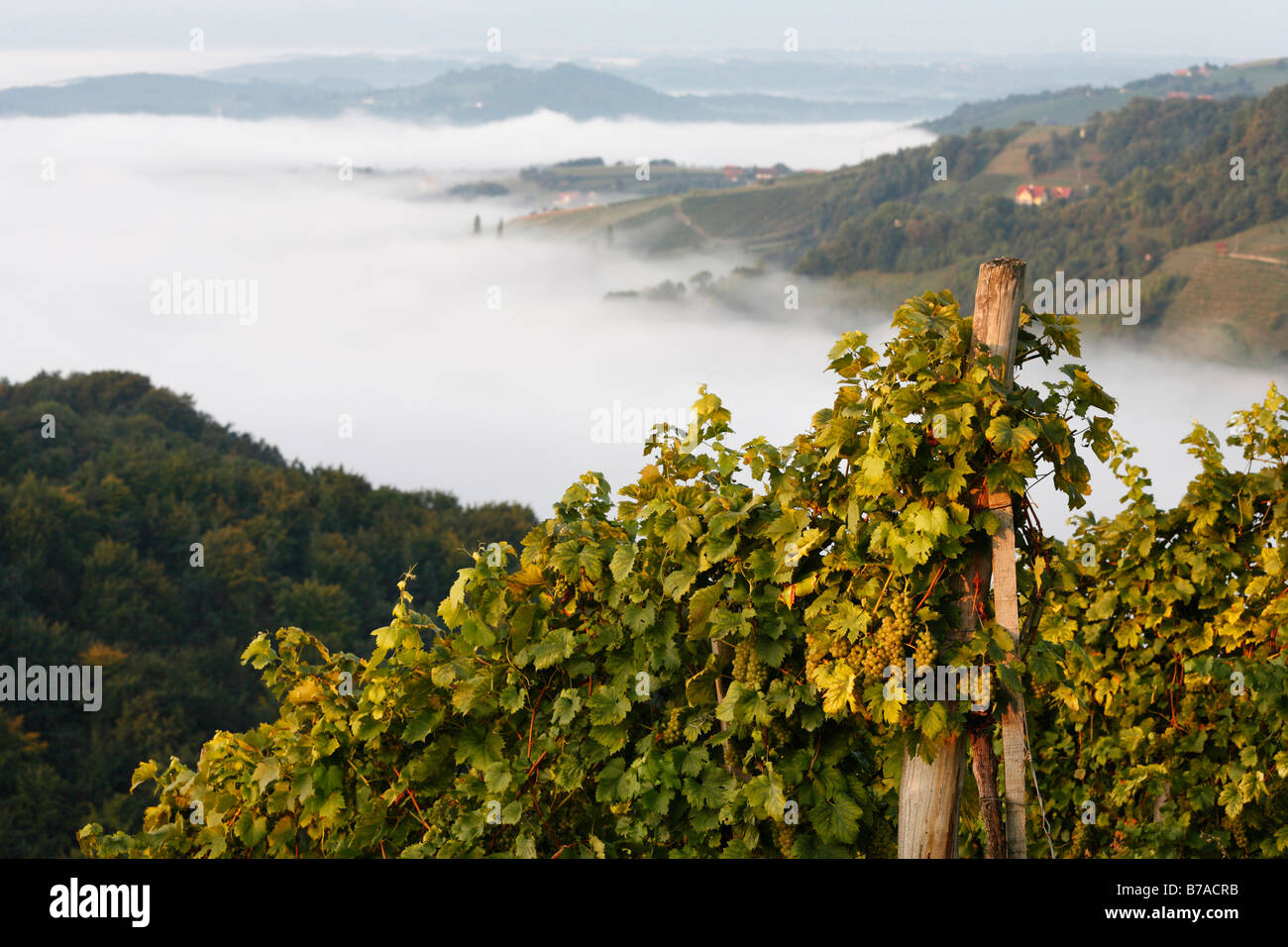 Ripe grapes, vineyard, Kitzeck im Sausal, Sausaler Weinstrasse, Sausal Wine Route, Styria, Austria, Europe Stock Photo