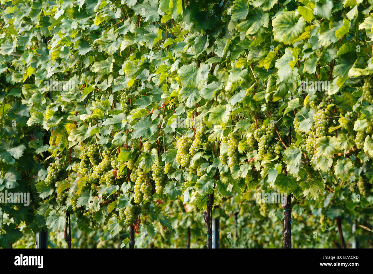 White grapes, vineyard, Sausal, Styria, Austria, Europe Stock Photo