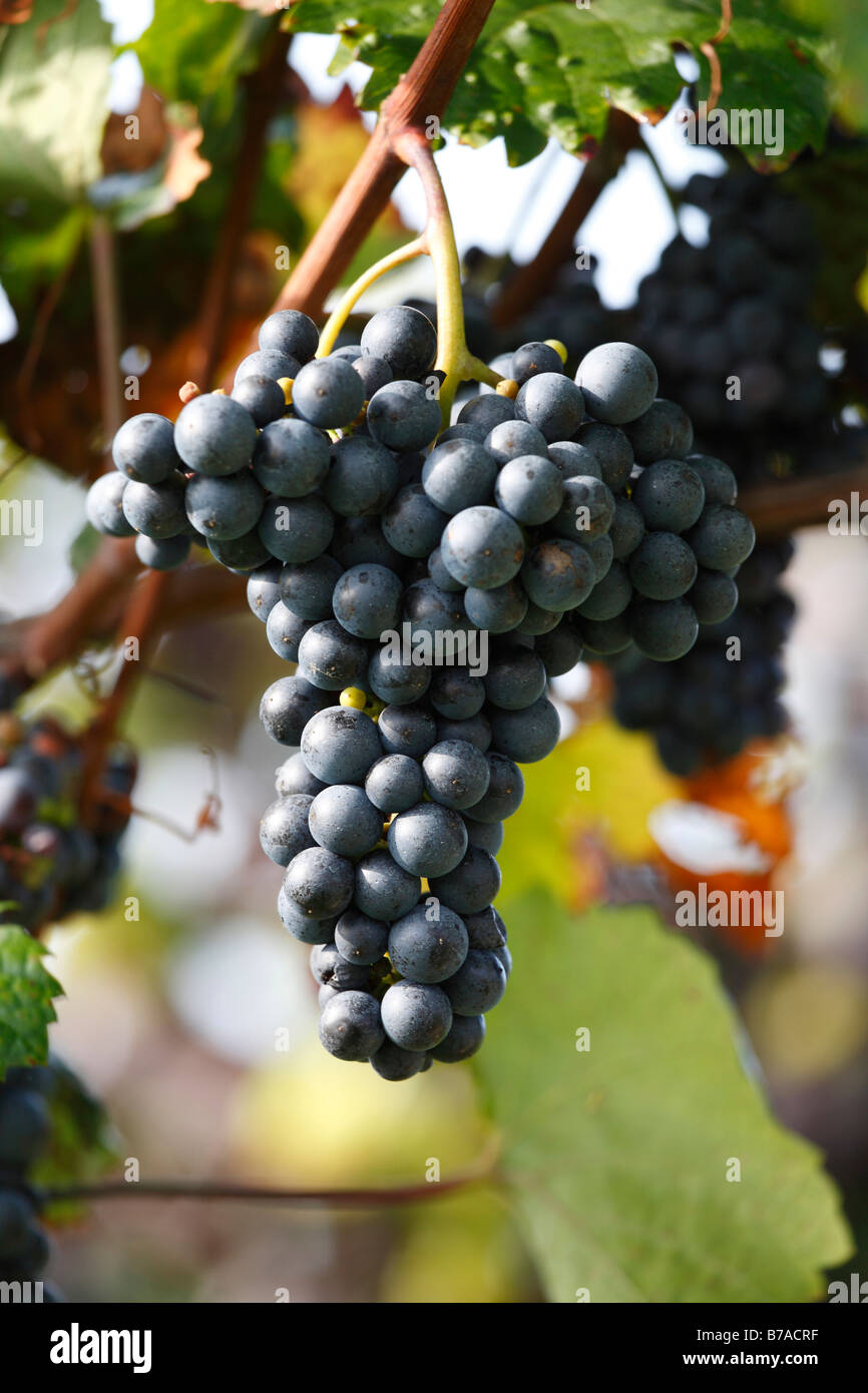 Red grapes, Styria, Austria, Europe Stock Photo
