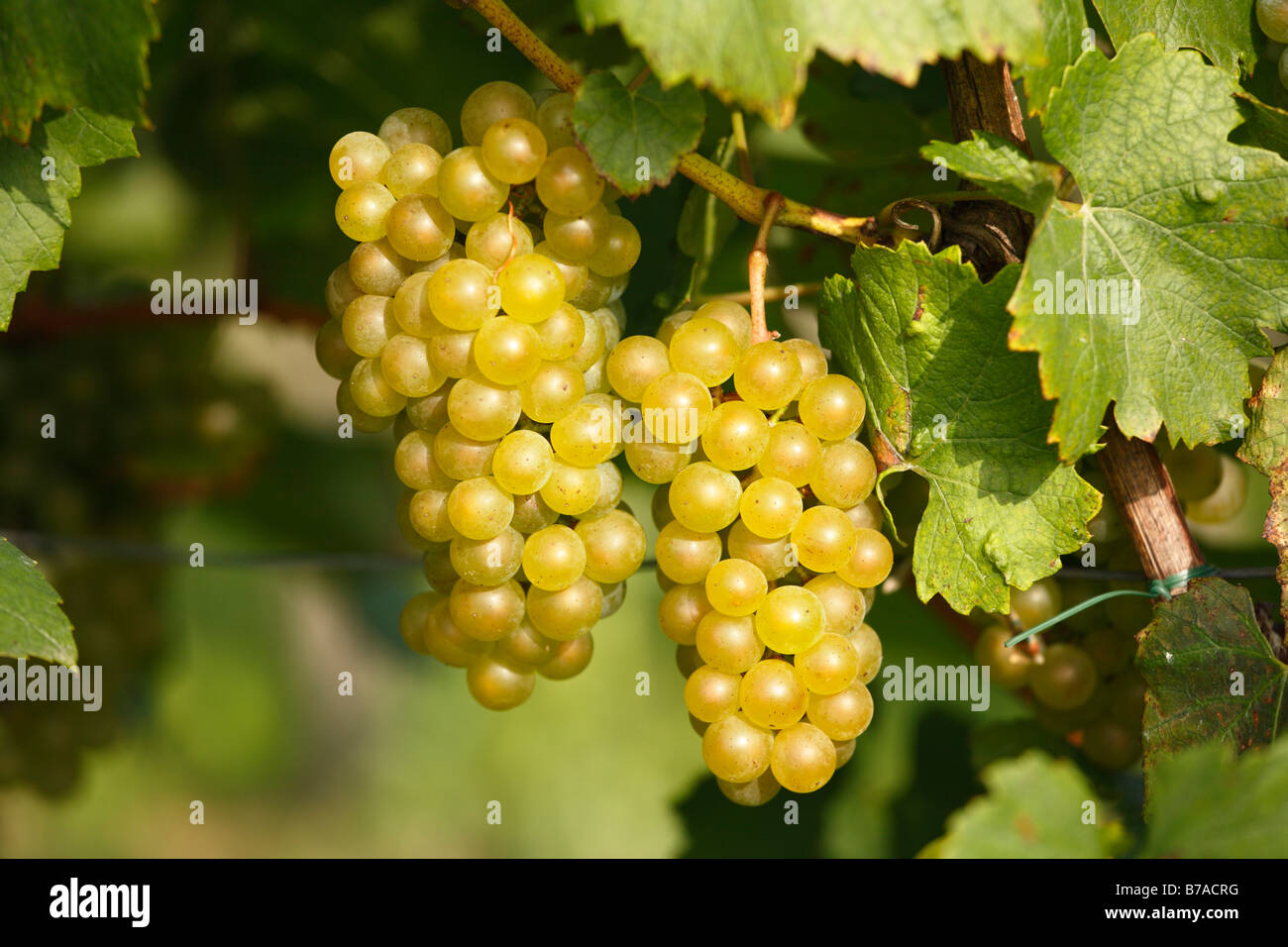 White grapes, Styria, Austria, Europe Stock Photo