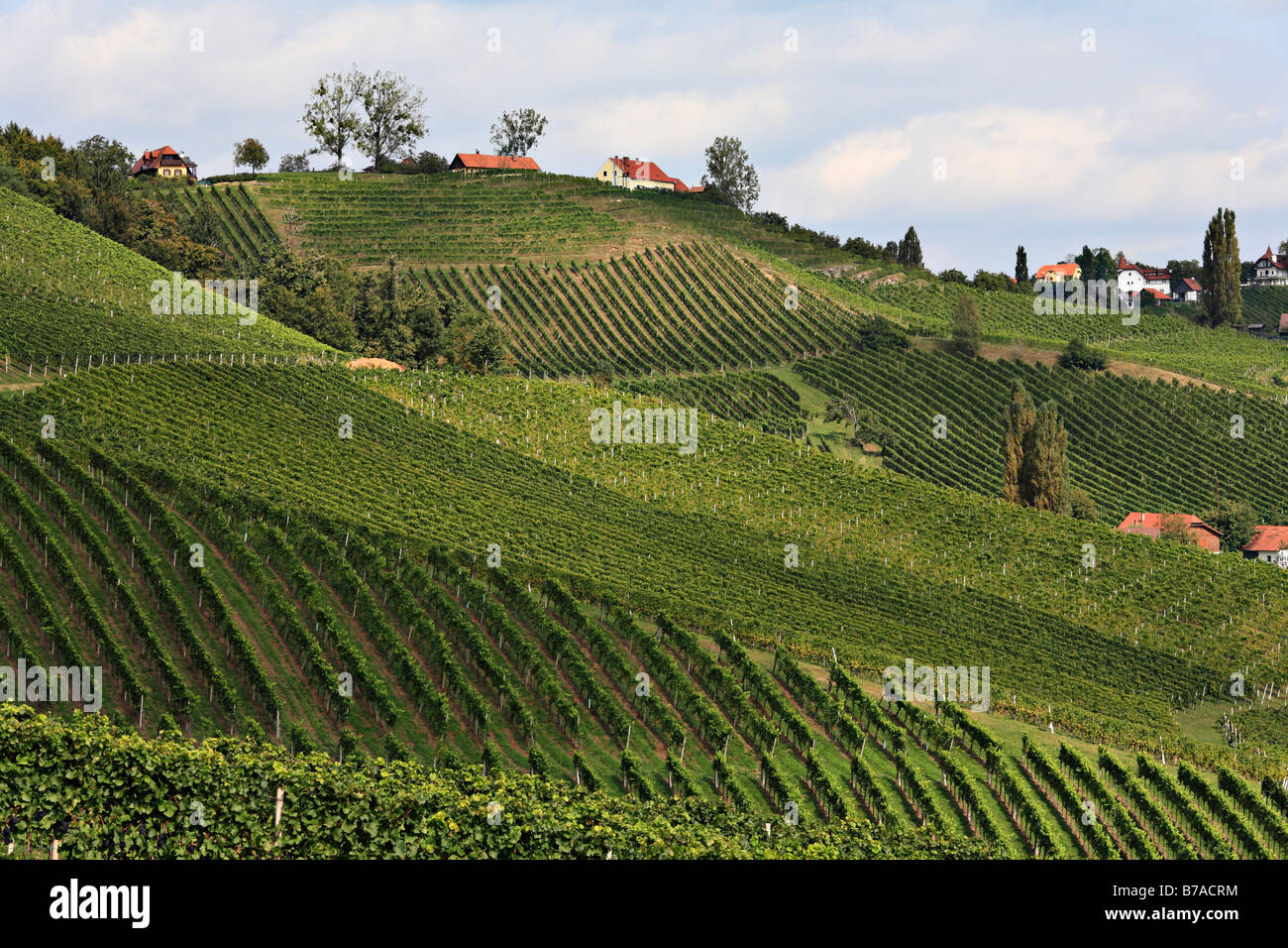 View of vineyards in Slovenia from Ratsch on the Suedsteirische Weinstrasse, Southern Styrian Wine Route, Styria, Austria, Euro Stock Photo