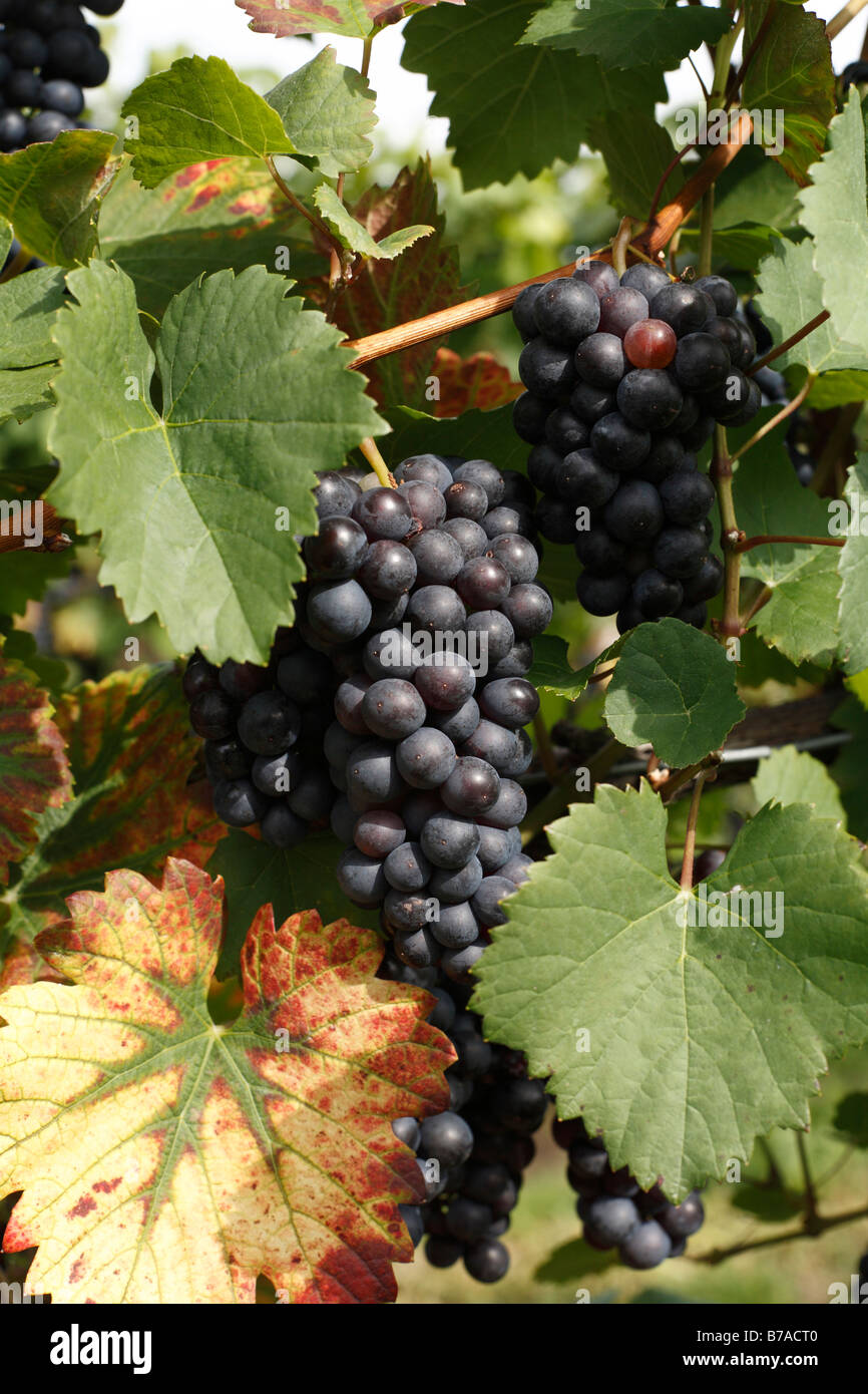 Rote Schilcher grape, Styria, Austria, Europe Stock Photo